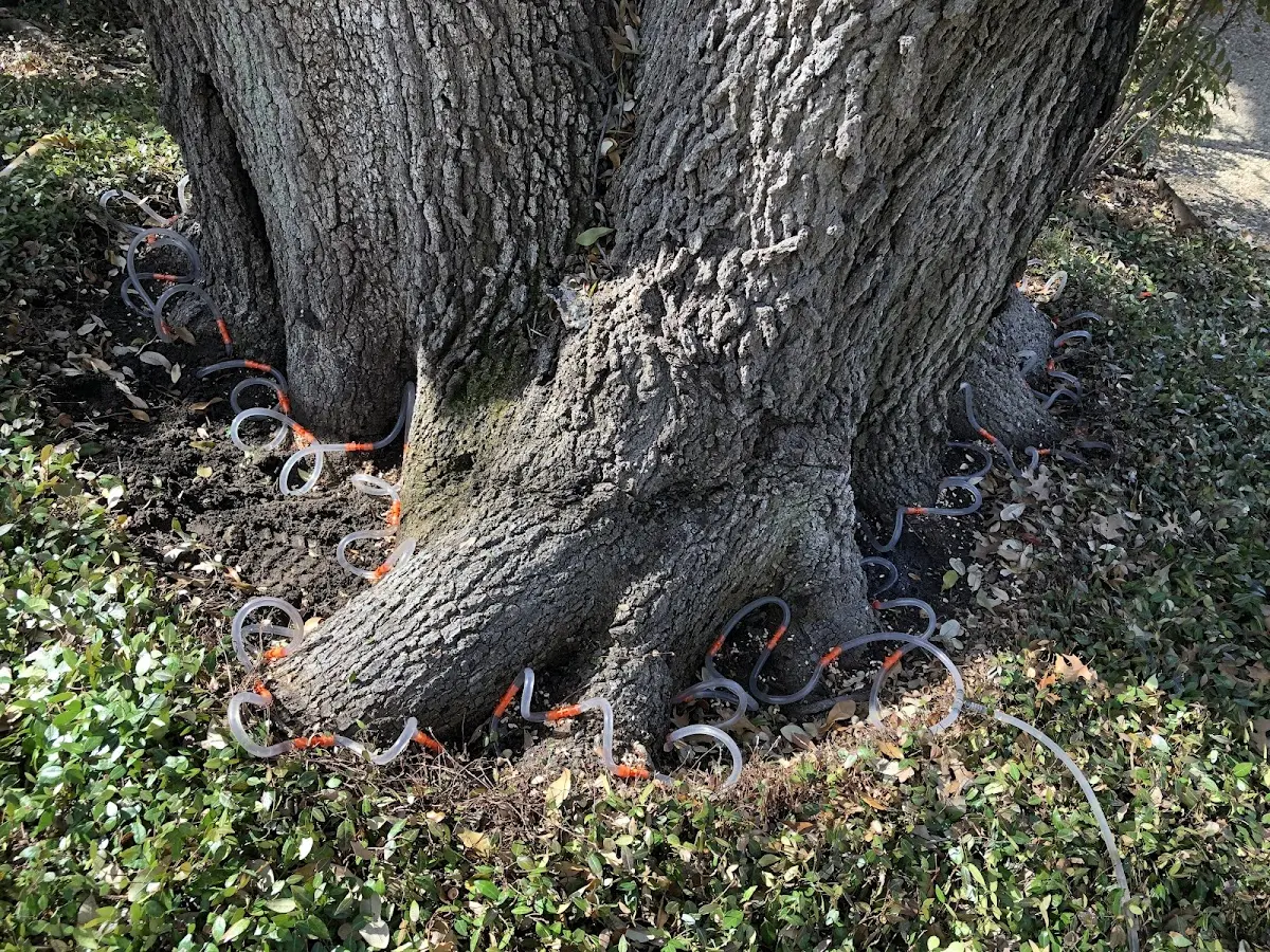 Detailed Shrub and Hedge Trimming job site in Frederika