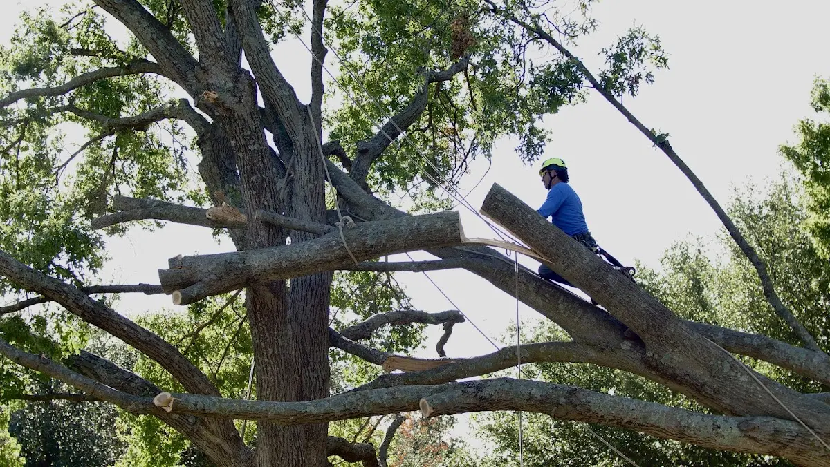 Professional Hazardous Tree Removal performed by certified arborists in Frederika