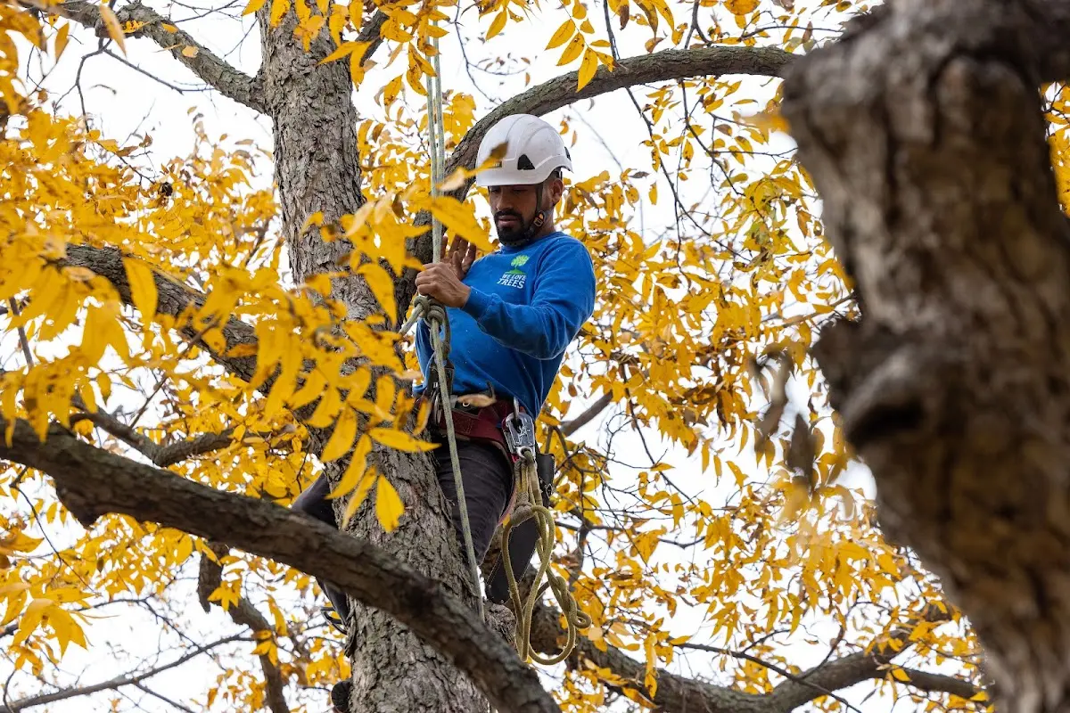Skilled Tree Pruning crew working in Frederika