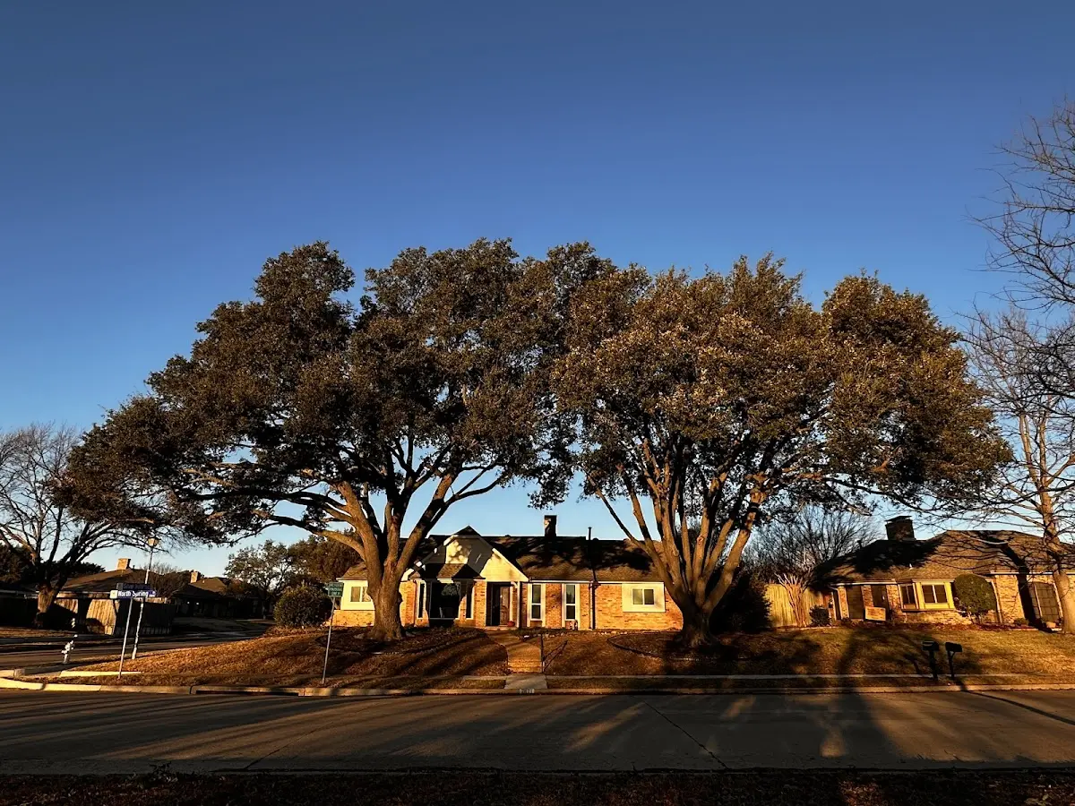 Established residential canopy tree shading a home in Frederika